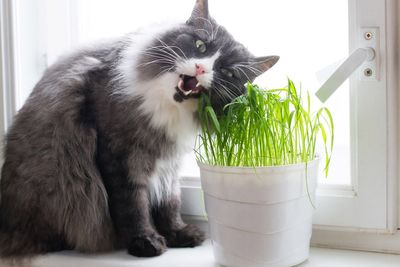 Как уберечь рассаду и комнатные растения от кота?