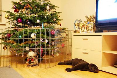 Как защитить новогоднюю елку от кота