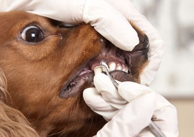 Удаление зубов у животных, так ли это страшно?