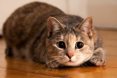 Какие кожные болезни встречаются у кошек?
