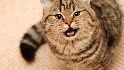 Онкология у кошек: особенности болезни