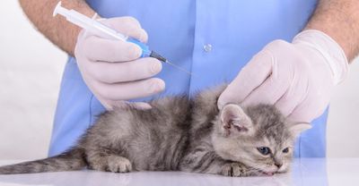 Какие нужны прививки для кошек и котят?