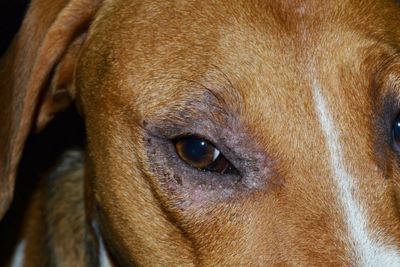 Особенности лечения демодекоза у собак