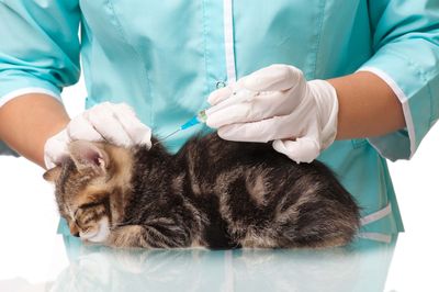 Профилактика у кошек бешенства — своевременная вакцинация