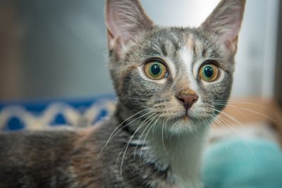 Ринотрахеит у кошек: симптоматика и особенности лечения