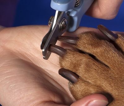 Как подстричь когти собаке?