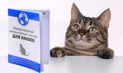 Ветеринарный паспорт для кошки. Зачем он нужен?