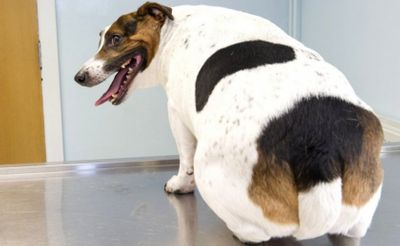 Причины и опасность ожирения у собак