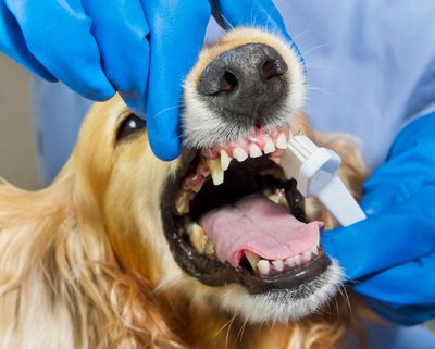 Когда лечить зубы животным?