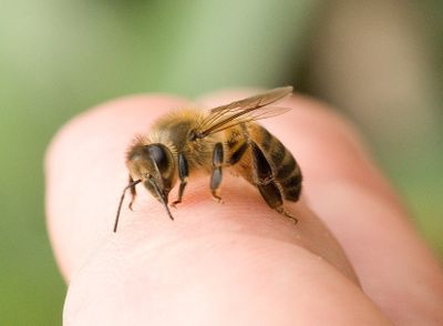 Последствия от укусов пчел и ос у животных