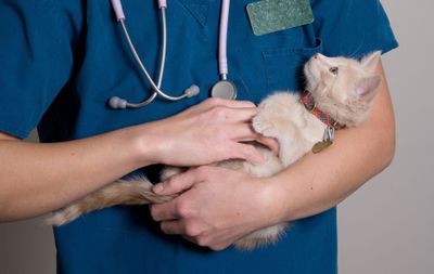 Медикаментозная стерилизация кошки – «за» и «против»