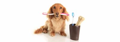 Как часто нужно обращаться к ветеринарному стоматологу?