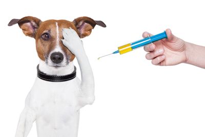 Что обязательно нужно знать о вакцинации животных?