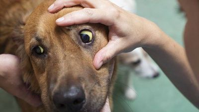 Признаки заболеваний и травм глаз у животных