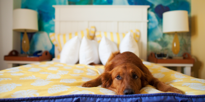 Как отучить собаку спать на кровати?
