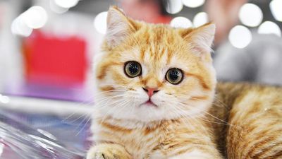 25 интересных фактов о кошках
