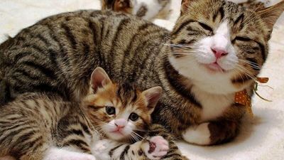 Котята и старшие питомцы: как мирно познакомить котенка с домашними питомцами старшего возраста