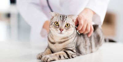 Опухоль молочной железы у кошки. Какое требуется лечение и последующий уход?