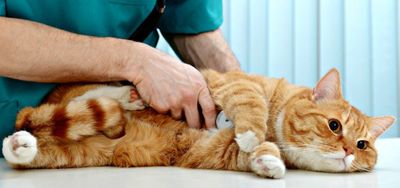 Язва желудка у кошки: лечение, питание и профилактика
