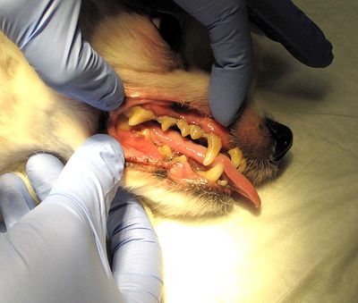 Зубной камень у собак и кошек празнаки и профилактика лечения