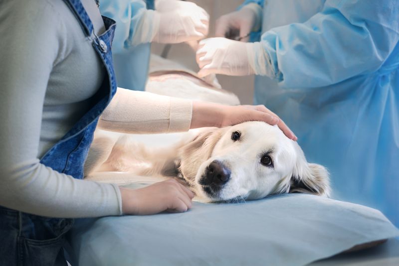 Лечение перелома позвоночника у собаки