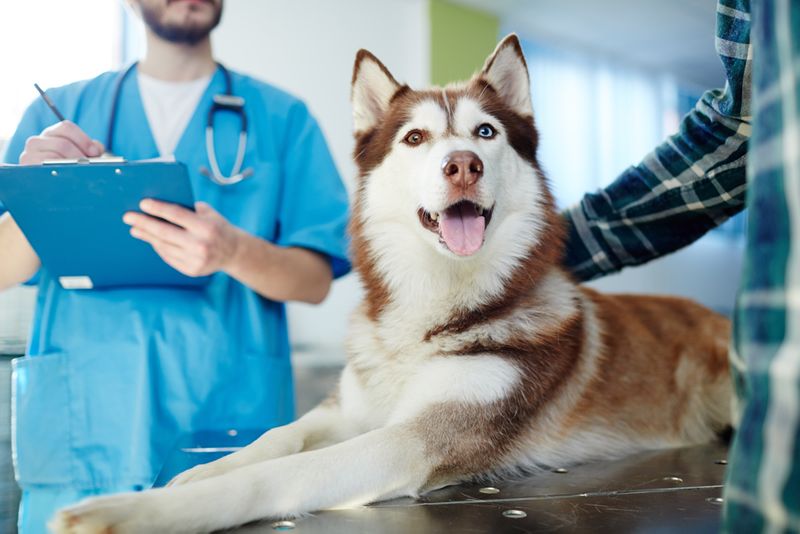 Лечение перелома позвоночника у собаки