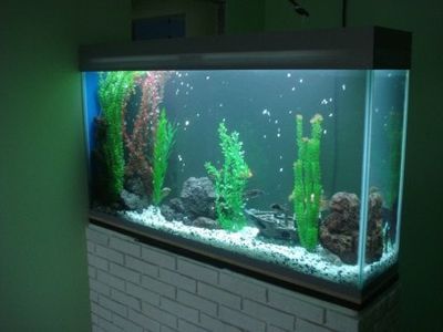 Как выбрать аквариум?