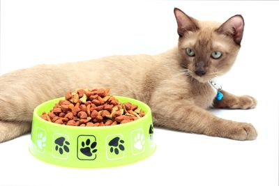 Голодание и стимуляция аппетита у кошек