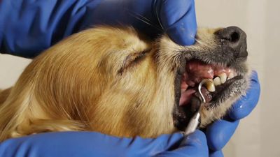 Показания к экстракции молочных зубов у собак и кошек