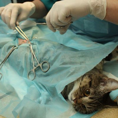 Лапароскопическая стерилизация домашних животных