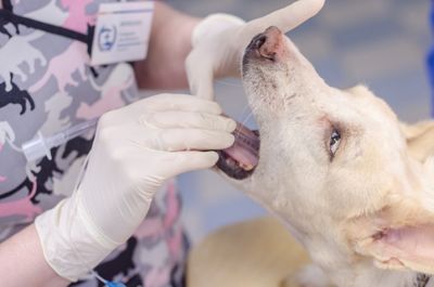 Удаление молочных зубов собакам карликовых пород.