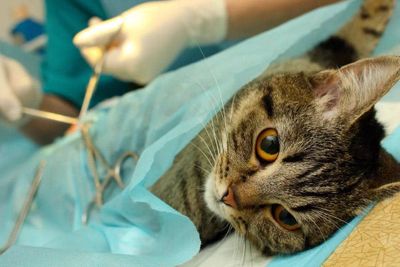Заблуждения о кастрации и стерилизации кошек