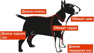 Как измерить собаку?