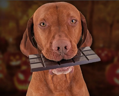 Вред шоколада для собак